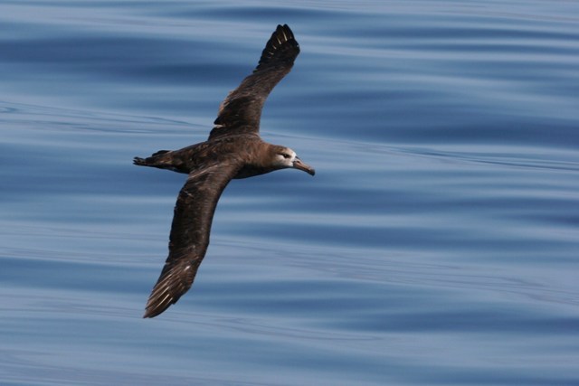 Black-footed Albatross